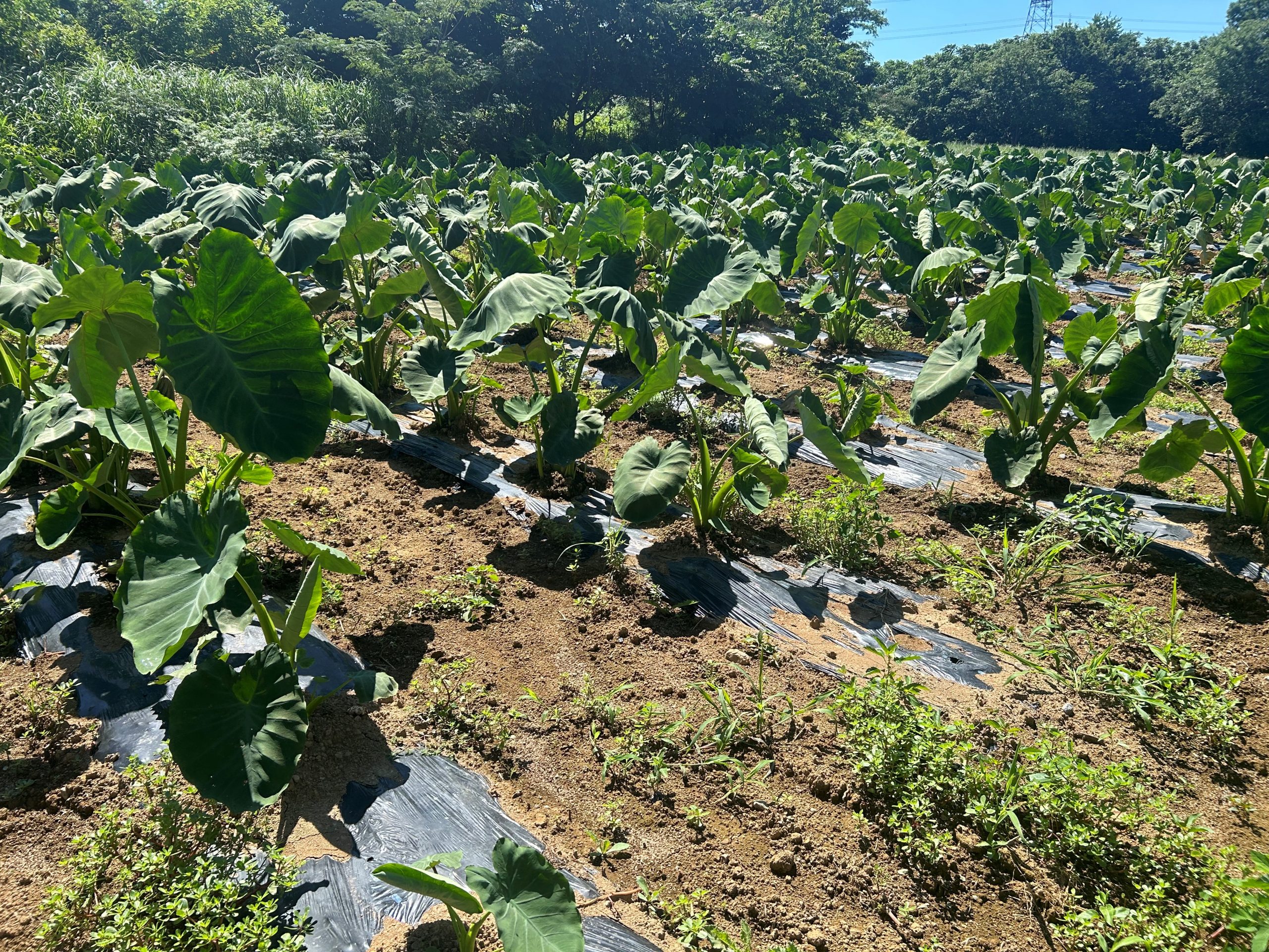 里芋の収穫